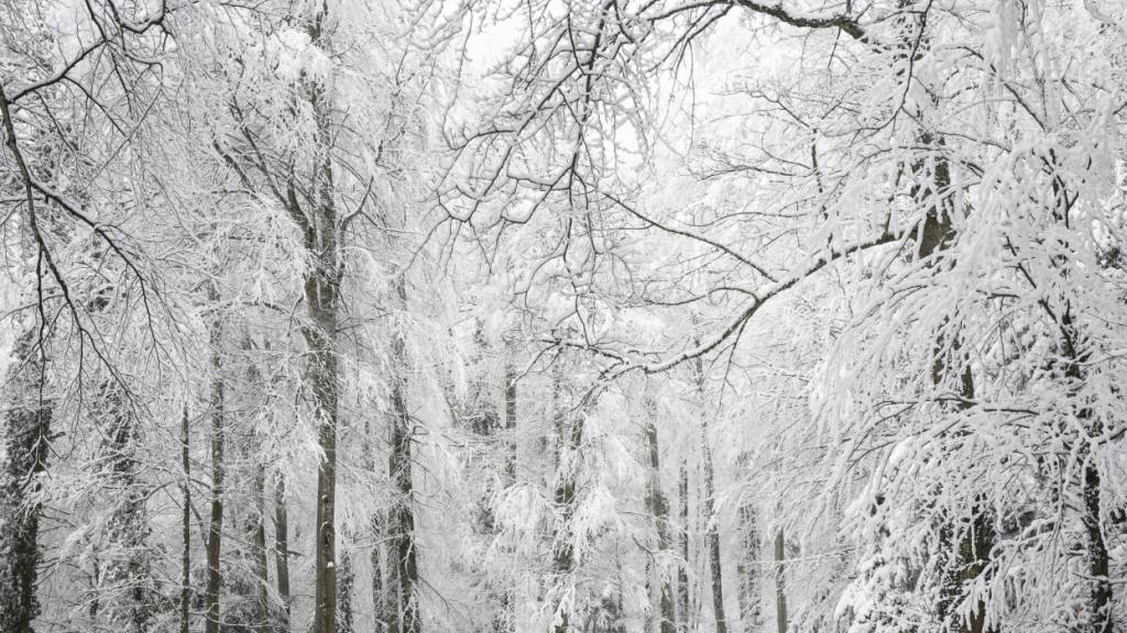 Der Wald beeinflusst die Schneeschmelze. (Symbolbild)