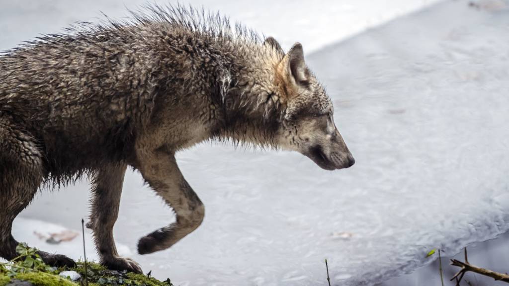 Ein Wolf hat sich im Siedlungsgebiet von Attinghausen UR aufgehalten. (Symbolbild)