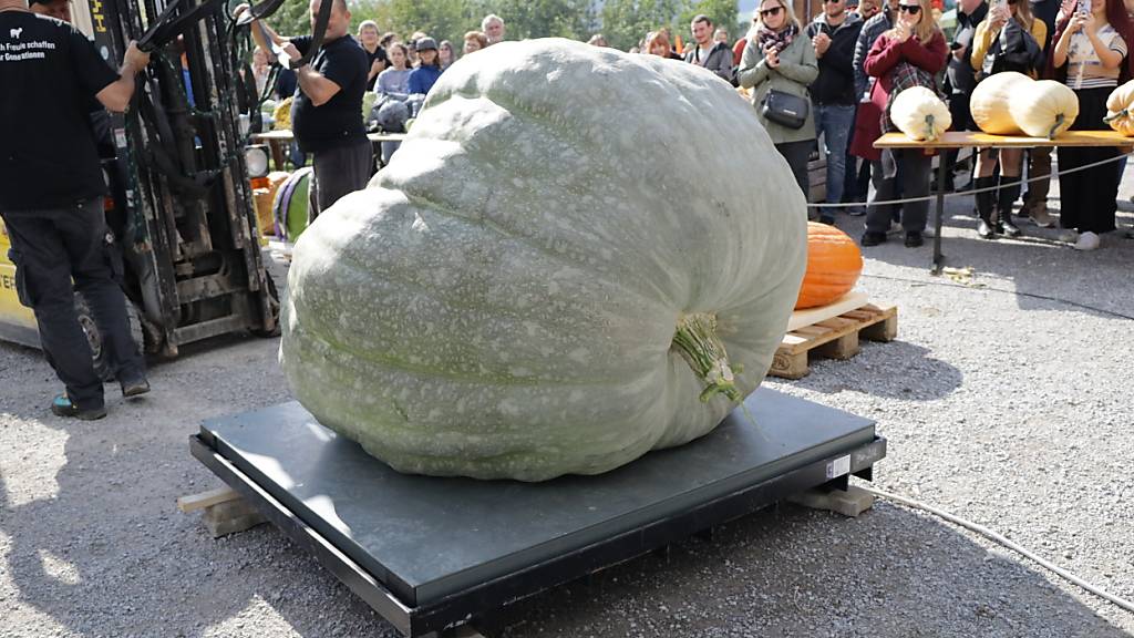 Der Siegerkürbis wiegt 727,5 Kilogramm.