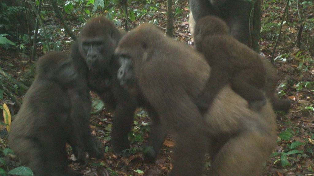 Seltene Gorillas tappen in Nigeria in Kamerafalle