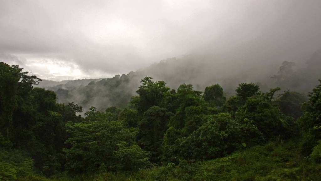 Panama Regenwald_Getty Images-UmbyGenna