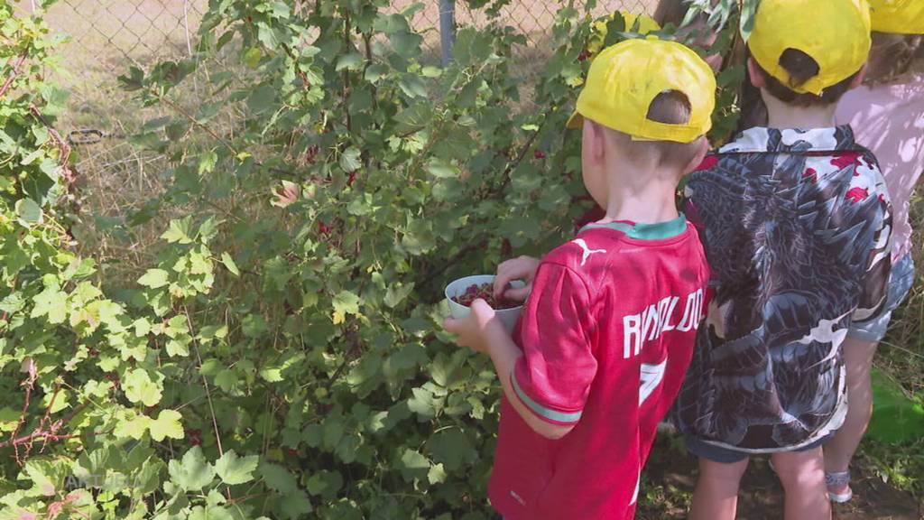 Schrebergarten-Serie: Die Kinder einer Kita in Bremgarten ernten ihr Essen selbst