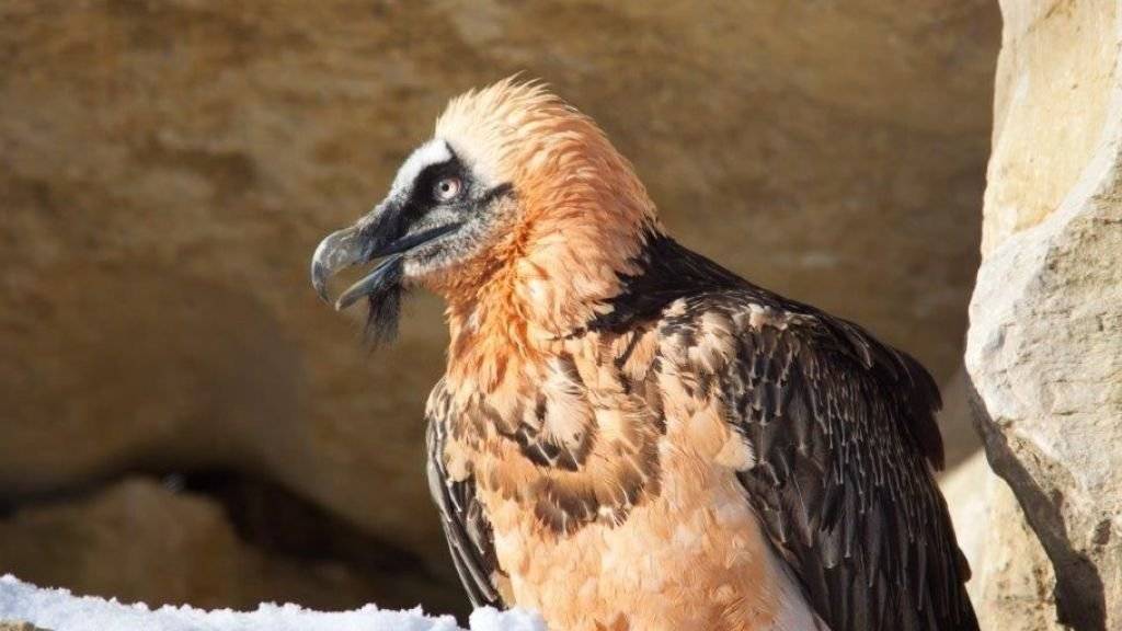 Der weibliche Bartgeier Althia ist am Samstag im Alter von 29 Jahren im Zoo La Garenne verendet.