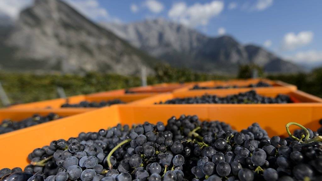 Ab 2017 wird die Weinkontrolle im Wallis verstärkt. (Archivbild)