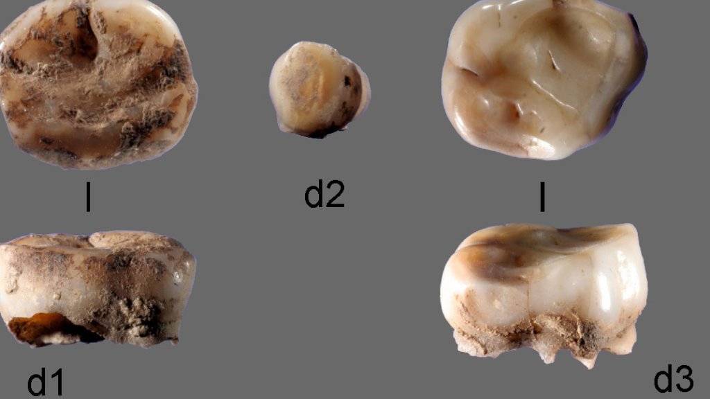 Das internationale Forschungsteam stiess in einer archäologischen Ausgrabungsstätte am russischen Fluss Jana auf zwei 31'000 Jahre alte Milchzähne. Die untersuchte DNA zeigte, dass die Zähne zu Individuen einer bislang nicht bekannten Bevölkerungsgruppe gehörten