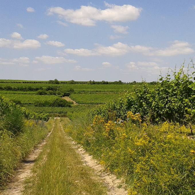 Wandern in Rheinhessen