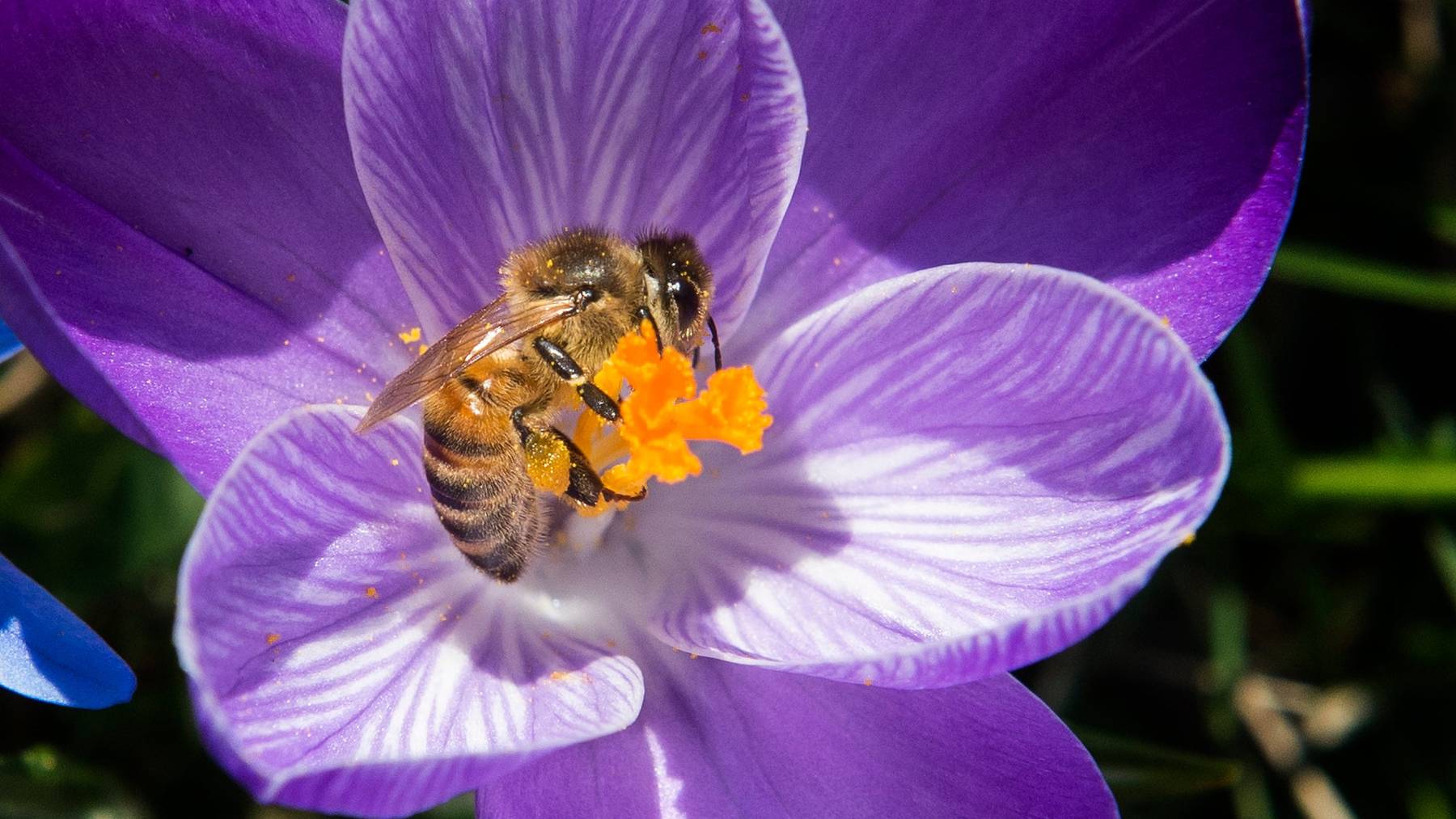 In einem Zürcher Garten leben bis zu 30 verschiedene Bienenarten.
