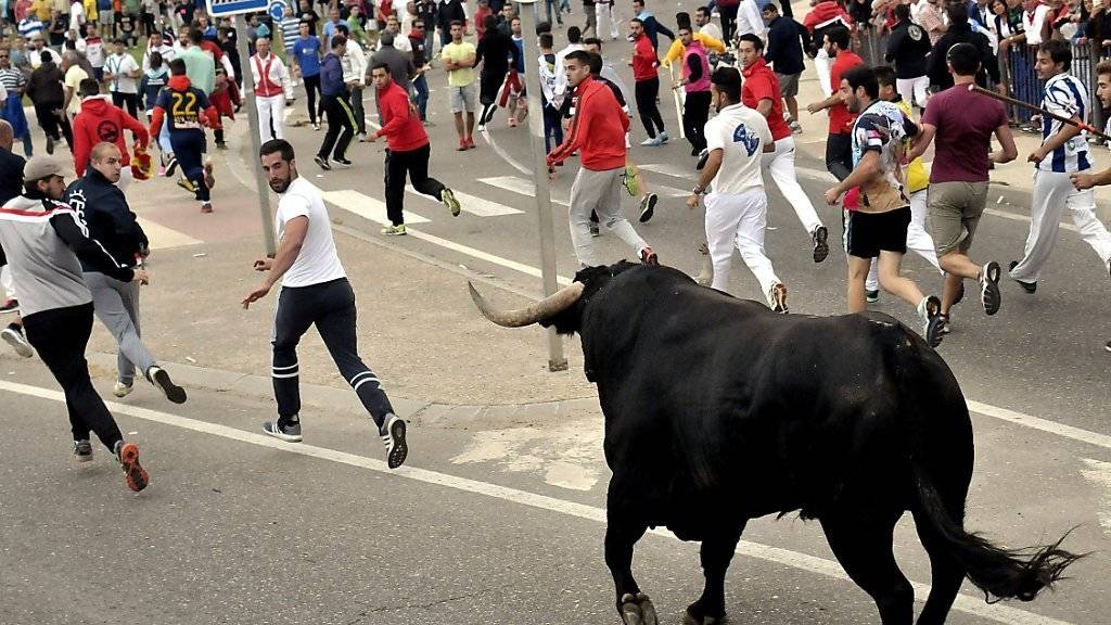 Teilnehmende des Stierlaufs «Toro de la Vega» jagen einen Bullen durch die Stadt Tordesillas.