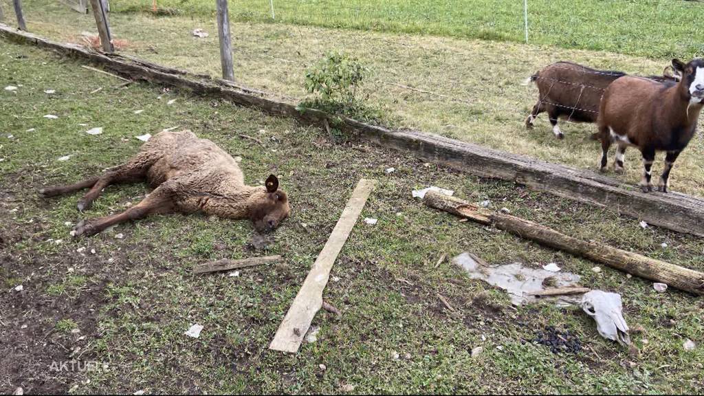 Prozess Tierdrama von Oftringen