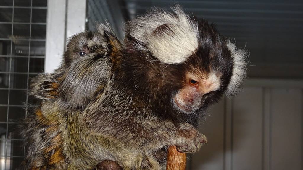 Affennachwuchs im Vogelpark