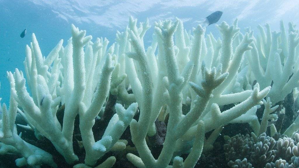 Das Great Barrier Reef leidet seit Jahren an Korallenbleiche. Nun droht neues Ungemach: Nach Unwettern und Überschwemmungen wird Dreckwasser ins Meer gespült, das die Korallen des lebensnotwendigen Lichts beraubt. (Archivbild)