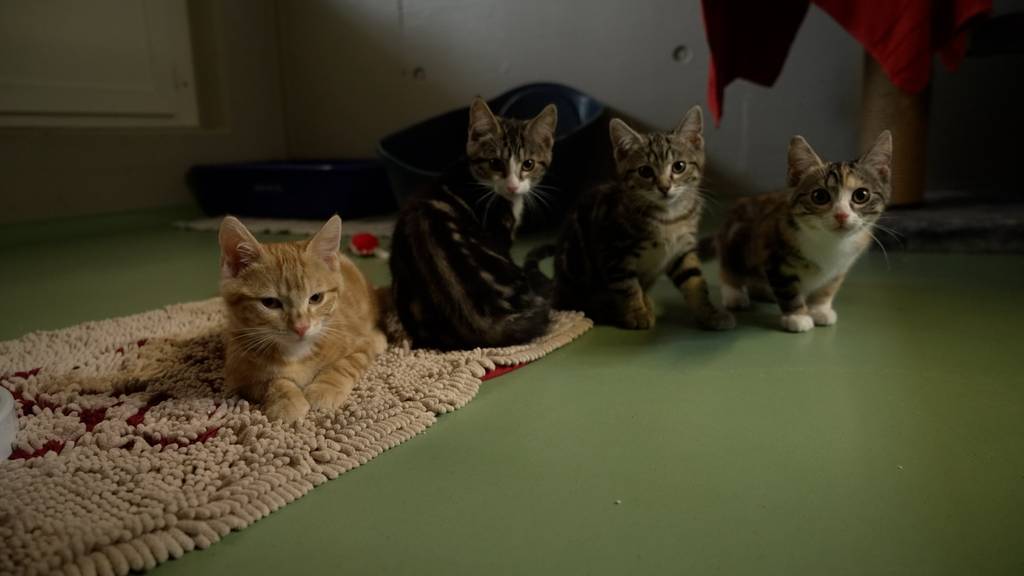 Jungkatzen