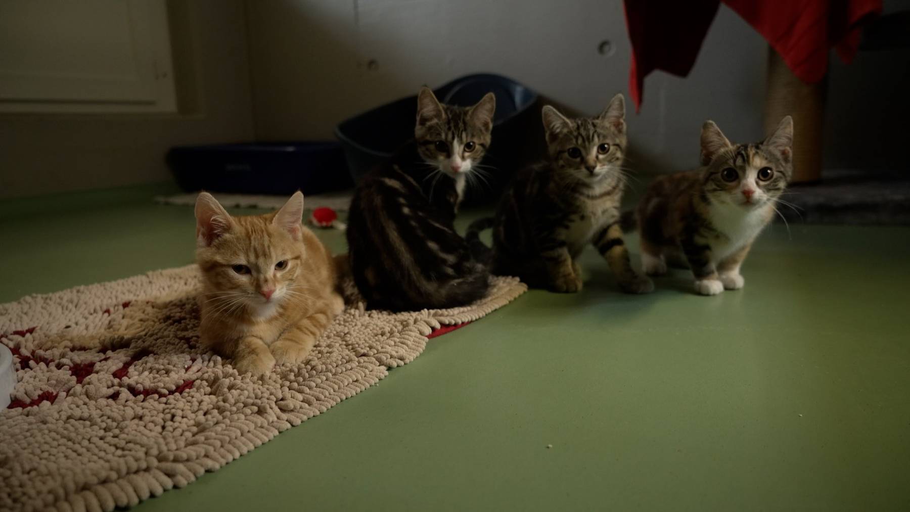 Jungkatzen