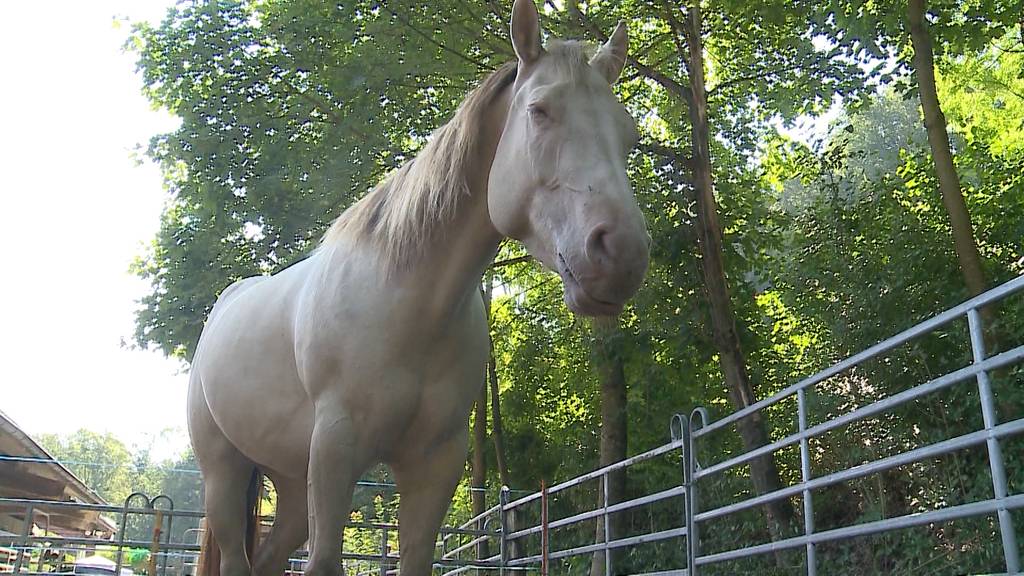 Fohlen missbraucht: Verdächtiger bestreitet Tat vor Gericht