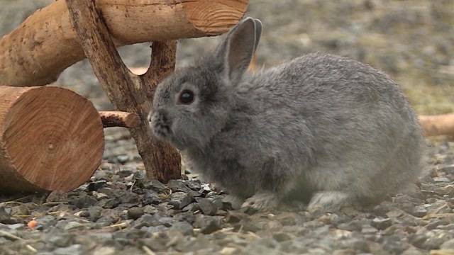 Abtwiler Häslihof wird geräumt