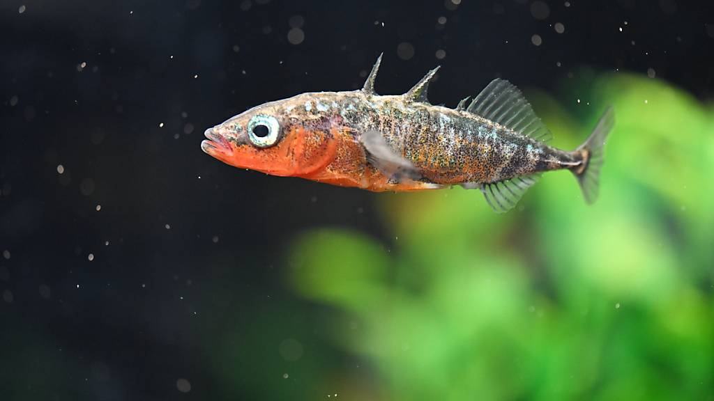 Ein männlicher Stichling schwimmt in einem Aquarium in der Fischereiforschungsstelle Baden-Württemberg in Langenargen. (Archivbild)