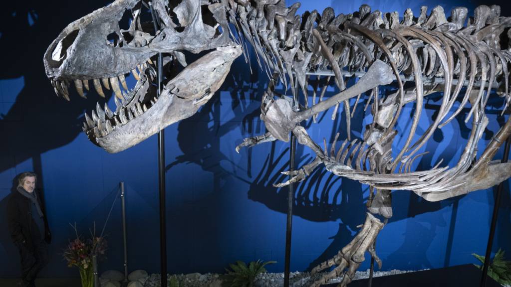 Das Gerippe eines T-Rex- Sauriers im Aathal Dinosaurier Museum in der Schweiz (2024). Eine Tasche aus angeblich aus T-Rex-Kollagenzellen hergestellter T-Rex-Haut konnte bei einer Auktion in Paris keine Abnehmer finden