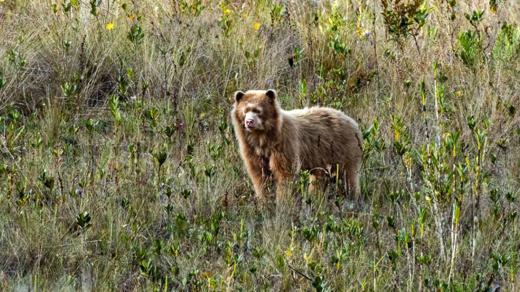In einem bislang unerforschten Gebiet in den Anden entdeckten Forschende den ersten Brillenbären mit goldenem Fell, der somit dem Bär «Paddington» ähnelt. (Pressebild)