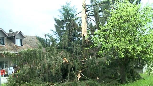 Baum von Blitz gesprengt