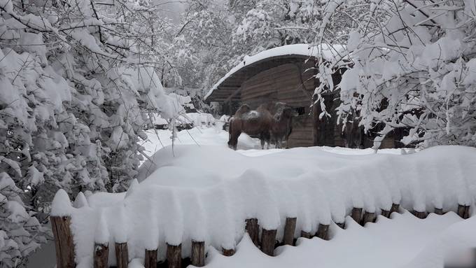 Zoo Zürich unter dicken Schneedecke