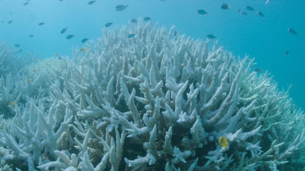 Die warmen Wassertemperaturen der vergangenen Jahre haben zu einer massiven Korallenbleiche geführt. (Archivbild)