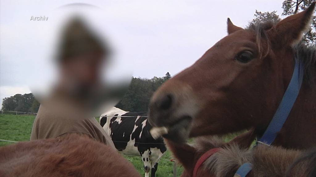 Nebenanklage im Fall Hefenhofen – Metzger sollen Fleisch von kranken Ferkeln verkauft haben