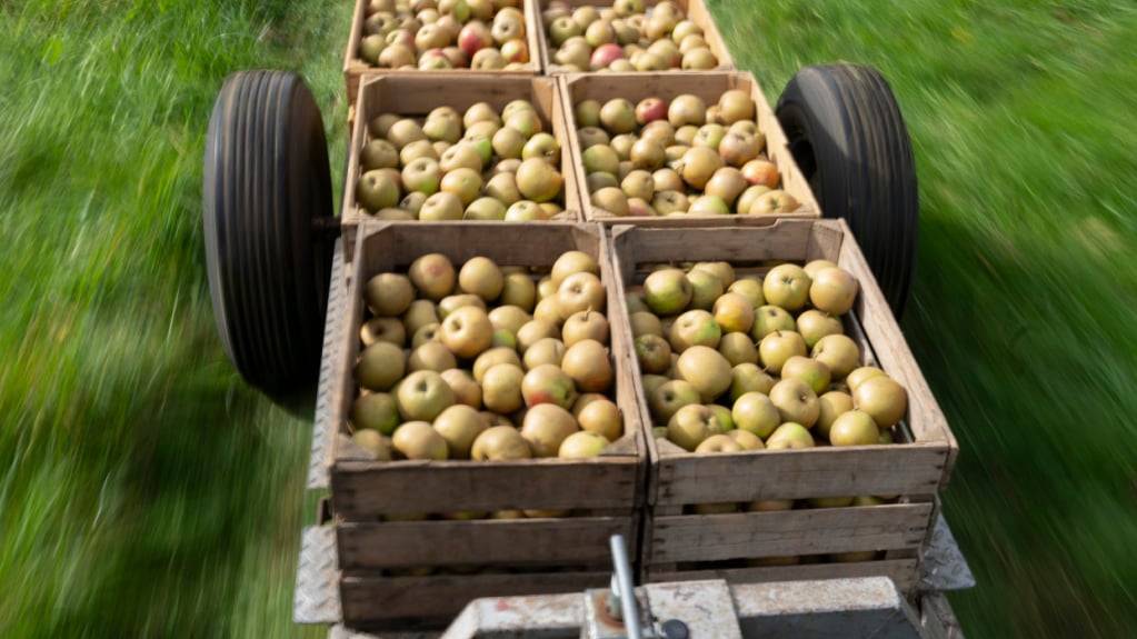 Auch wenn sie bei der Ernte makellos aussehen, können Äpfel im Lager plötzlich braune und faule Stellen erhalten. Grund dafür sind Lagerkrankheiten wie die Lentizellenfäulnis. (Symbolbild)