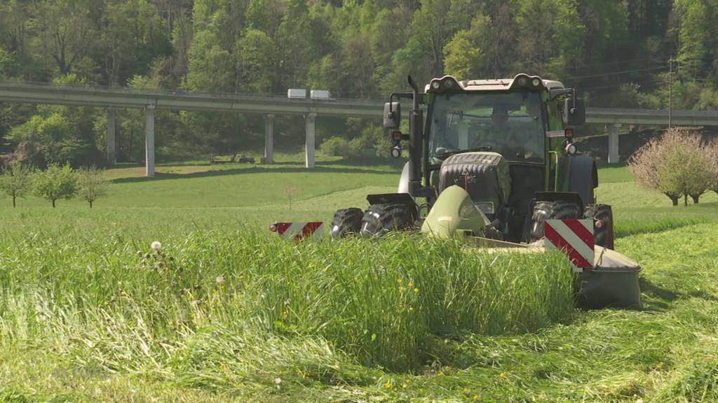 Tierische Gärtner: In Lenzburg ersetzen Ziegen die Werkhofmitarbeiter