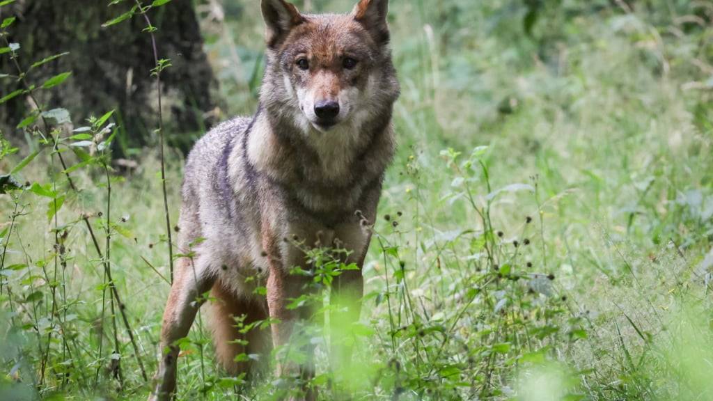 Der Nationalrat will Wölfe - im Bild eine Wölfin in einem Tierpark - mit Vergrämung von Nutztierherden in den Alpen fernhalten. (Archivbild)