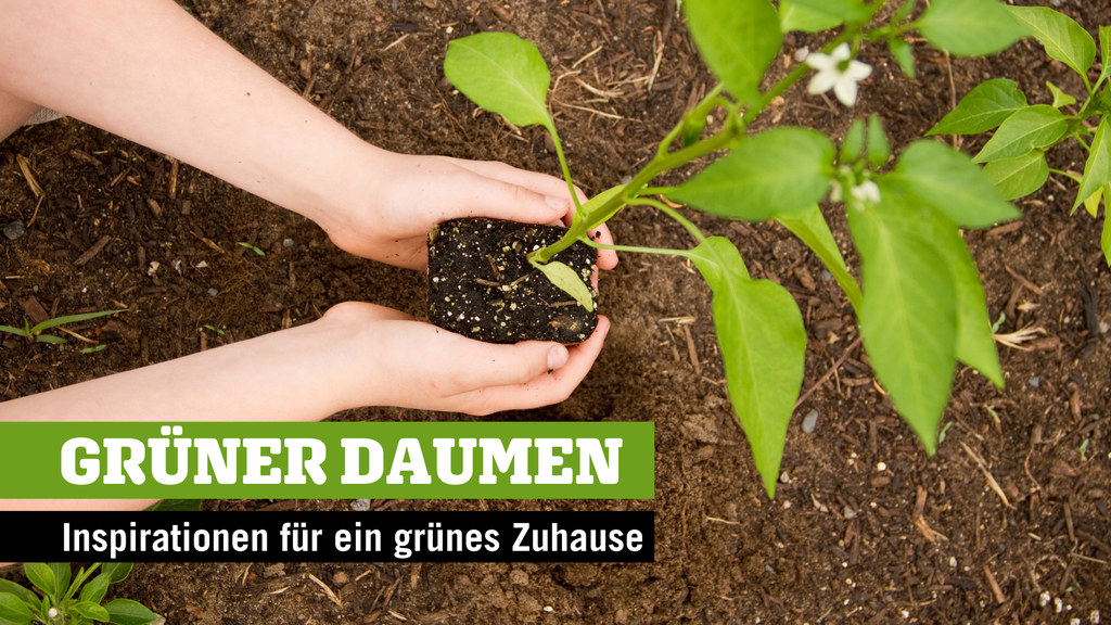 So bringst du das Jahr zum Blühen