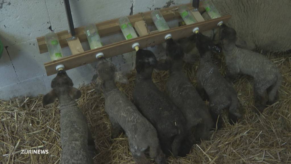 In Unterlunkhofen bekommt ein Schaf Sechslinge