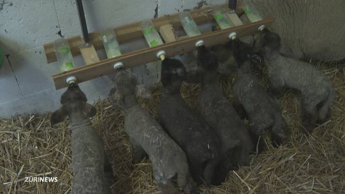 In Unterlunkhofen bekommt ein Schaf Sechslinge