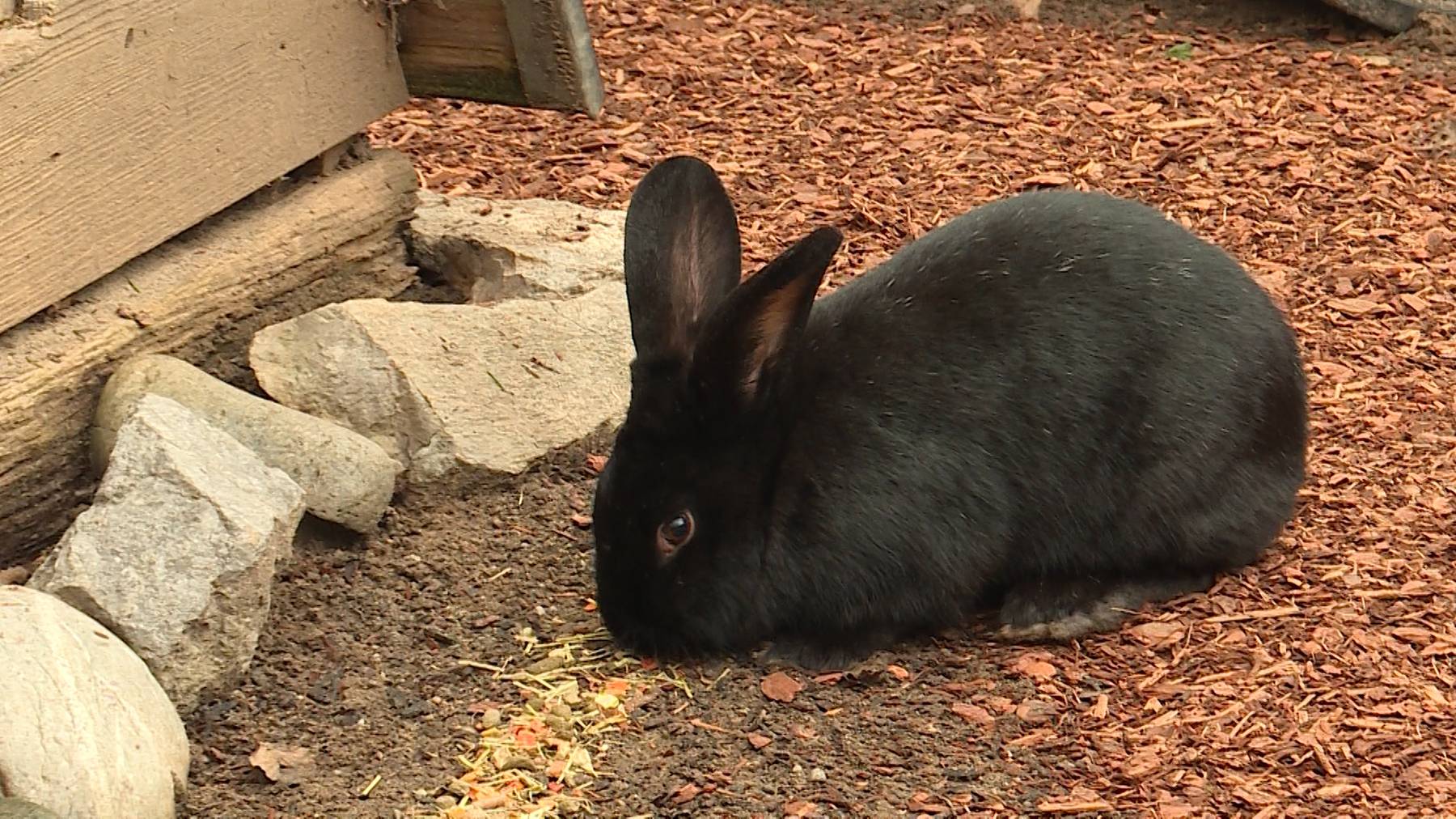 Kaninchen, schwarz