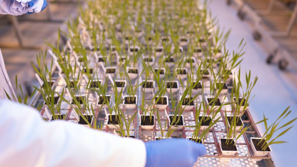 Syngenta steigert Gewinnzahlen im ersten Quartal
