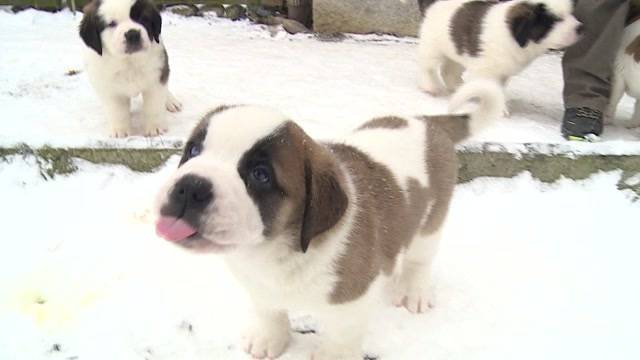 Erster Schnee für Bernhardiner-Welpen