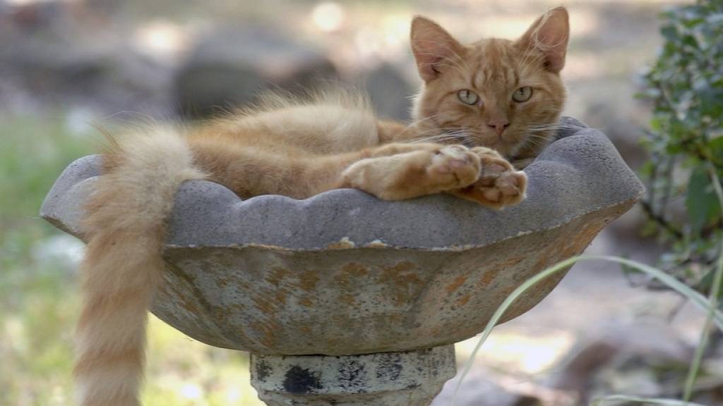 Eine Katze in einem Vogelbad. (Archivbild)