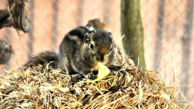 Ostschweizer Zoos erwarten keine Warteschlangen