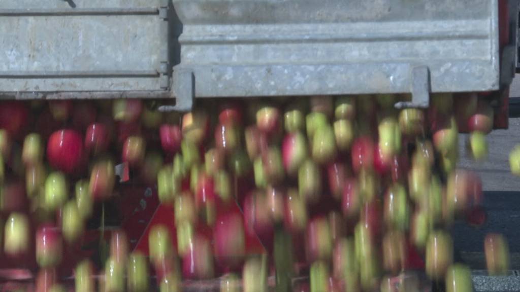 Hochbetrieb bei der Mosterei Möhl: TVO zeigt den Weg vom Apfel bis zur Flasche