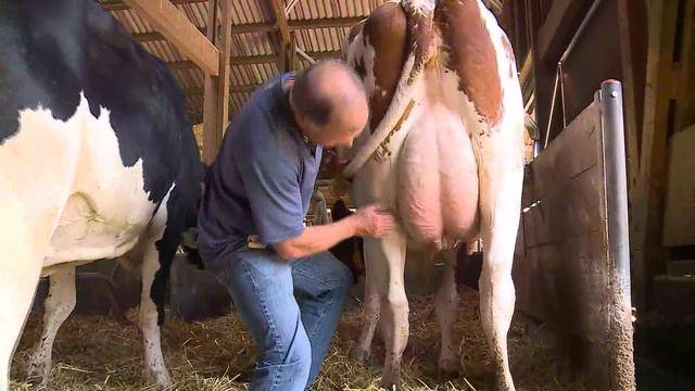Milchbauern boykottieren Migros