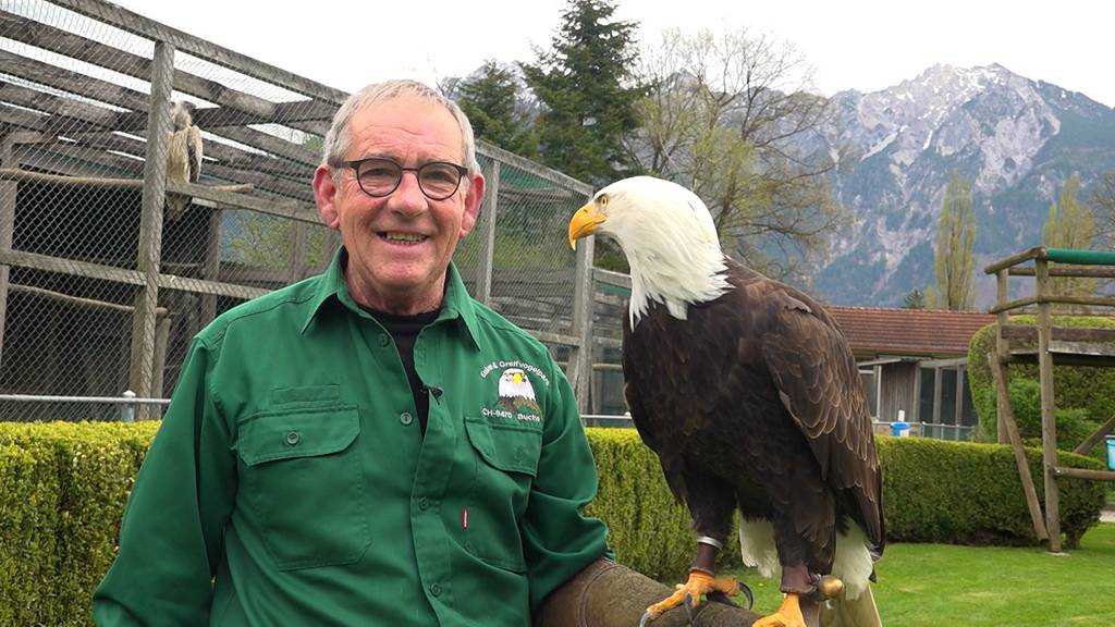 Faszination Greifvogel: Auge in Auge mit Seeadler und Co.