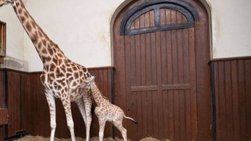 Die kleine Giraffe ist bereits 83 Kilogramm schwer.