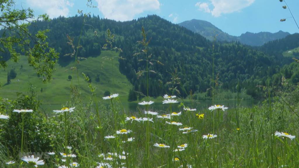 Aufbau Schwarzseeschwinget