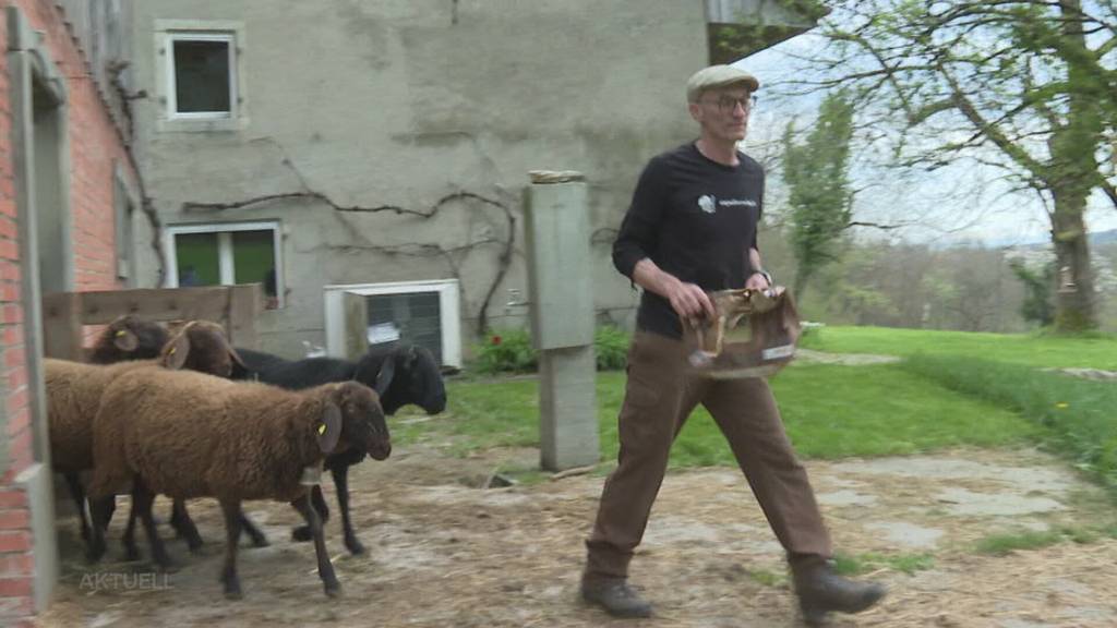 Kein Abschuss: Die Schafhalter aus Thalheim wollen dem Wolf nicht an den Kragen