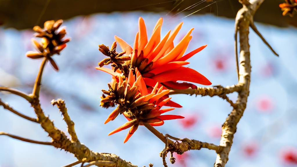 Der Küsten-Korallenbaum, Erythrina caffra, bald Erythrina affra.