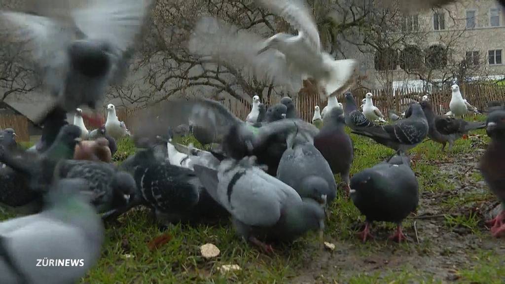 Taubenfreunde kämpfen gegen Zürcher Jagdgesetz