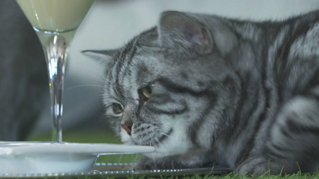 Dieses Katzenhotel bietet sogar einen Osterbrunch an