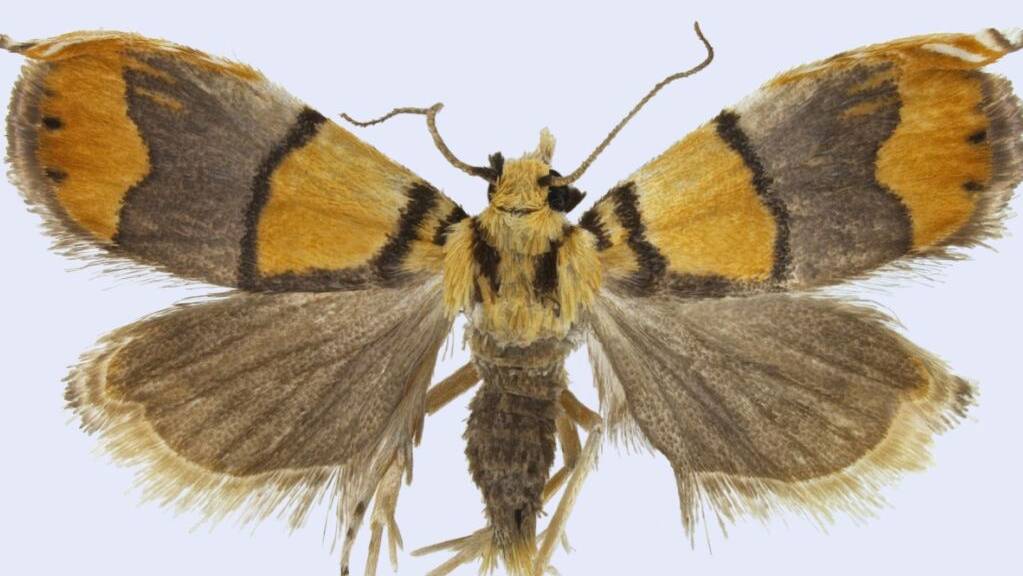 Der seltene Schmetterling Diptychophora galvani mit einer Flügelspannweite von rund zehn Millimeter wurde zur «neuen Art des Jahres» gewählt.
