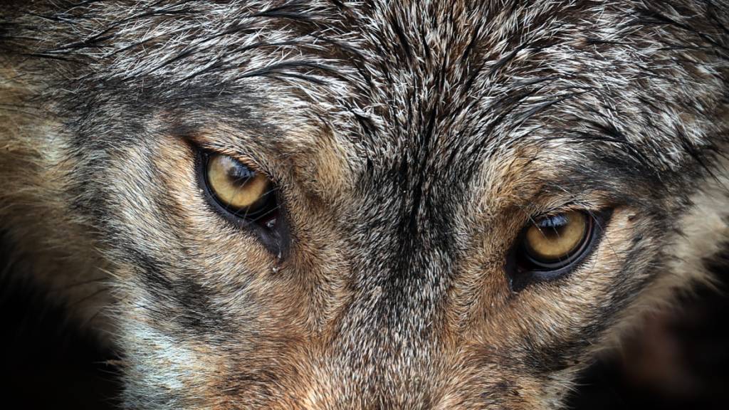 Am Wochenende wurde ein angeblicher Wolf im Kanton Schwyz gesichtet und gefilmt. (Symbolbild)