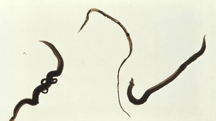 Links ein Paar, in der Mitte das Wichen und rechts das Männchen (Bild: CDC, Centers for Disease Control and Prevention)