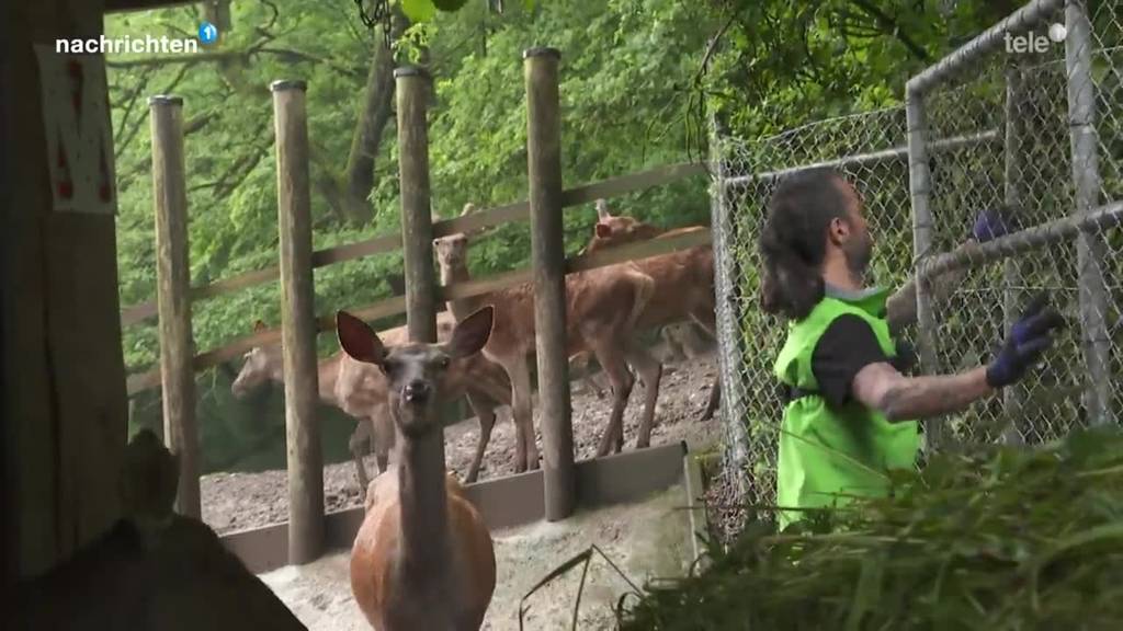 Jährliches Highlight im Hirschpark - Nachwuchs ist da